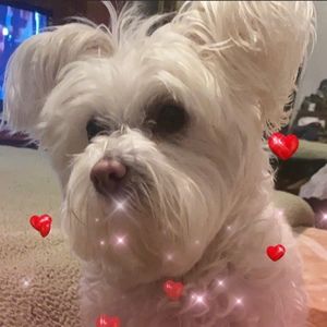 Meet your Posher, Norma leticia